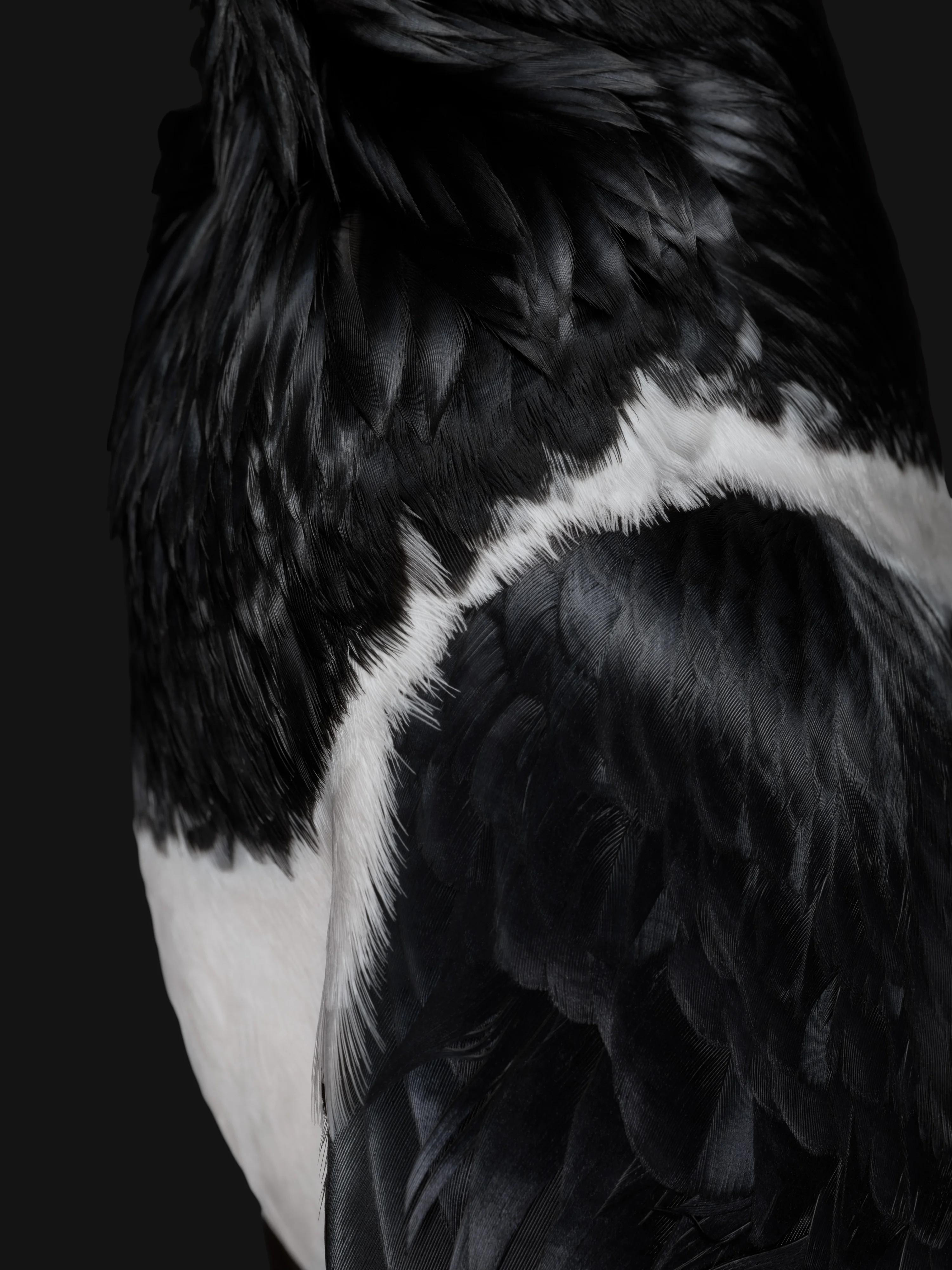 close up of black pied crow's body