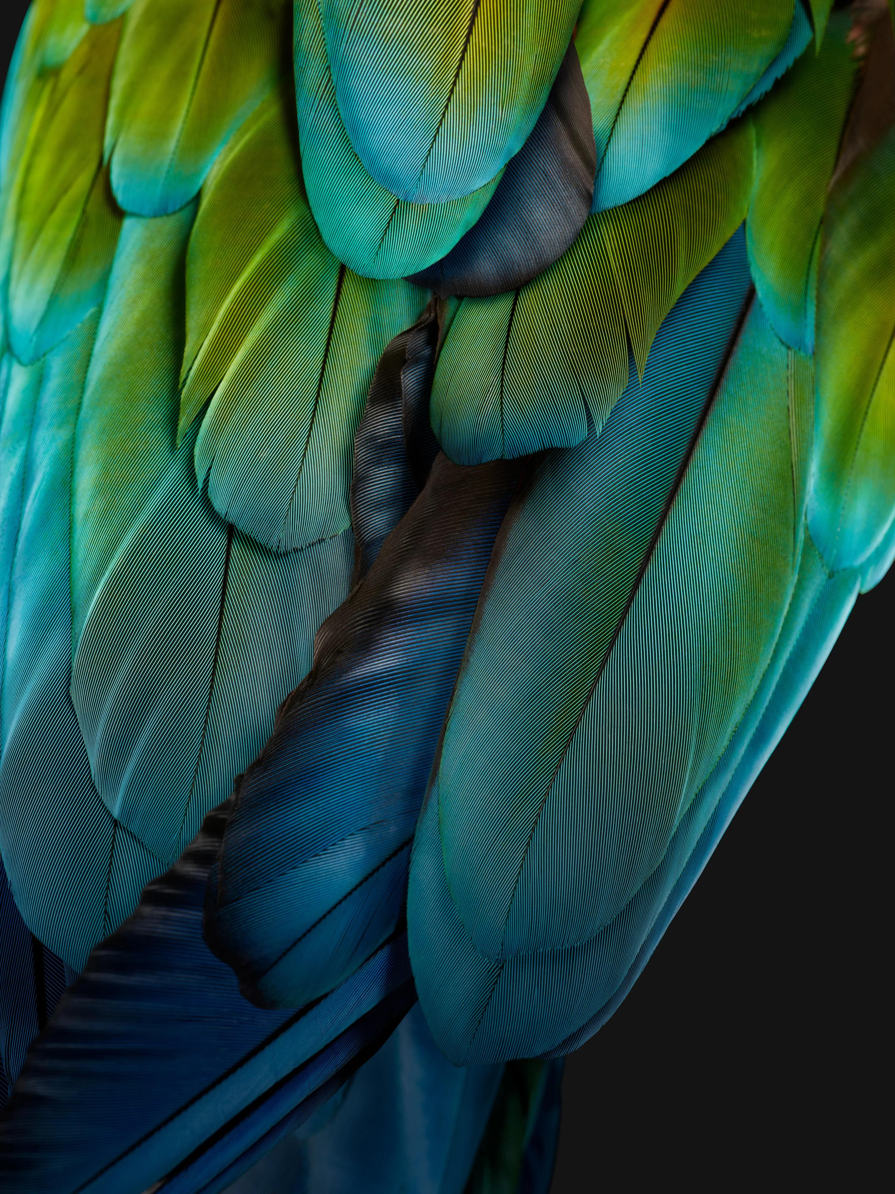 Close up of Green Winged Makaw's feathers