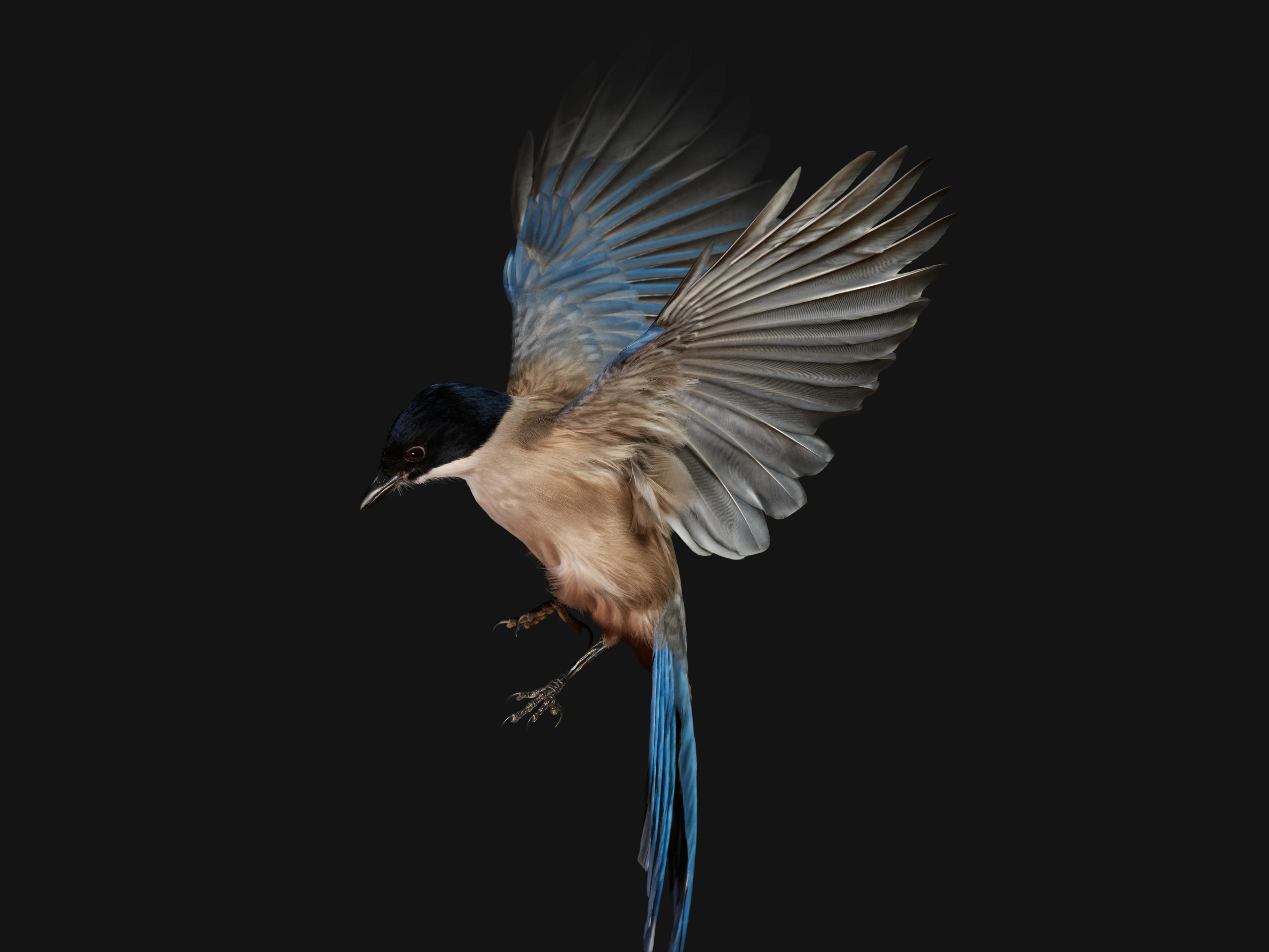 Blue Azure Jay in air with wings spread on black background