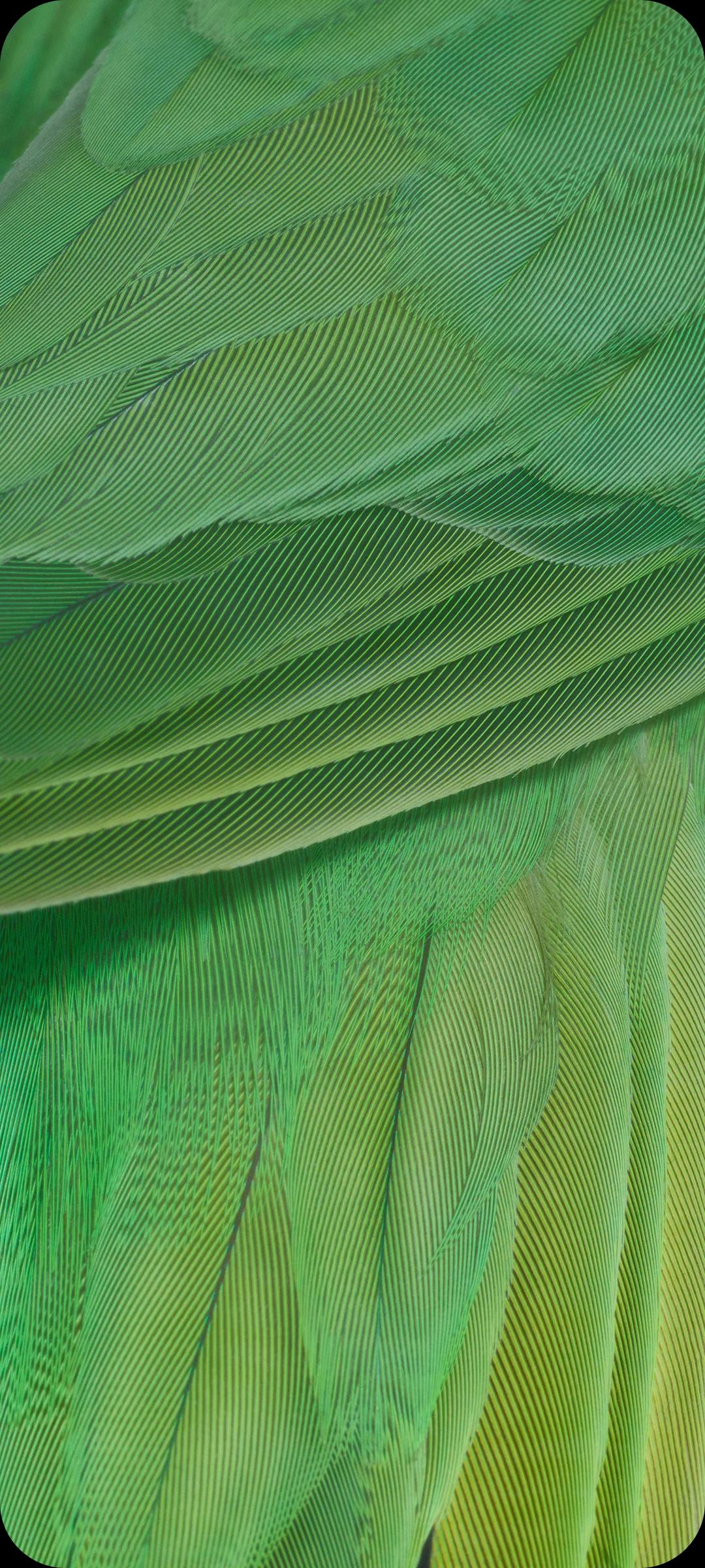close up photo of ring neck parakeet
