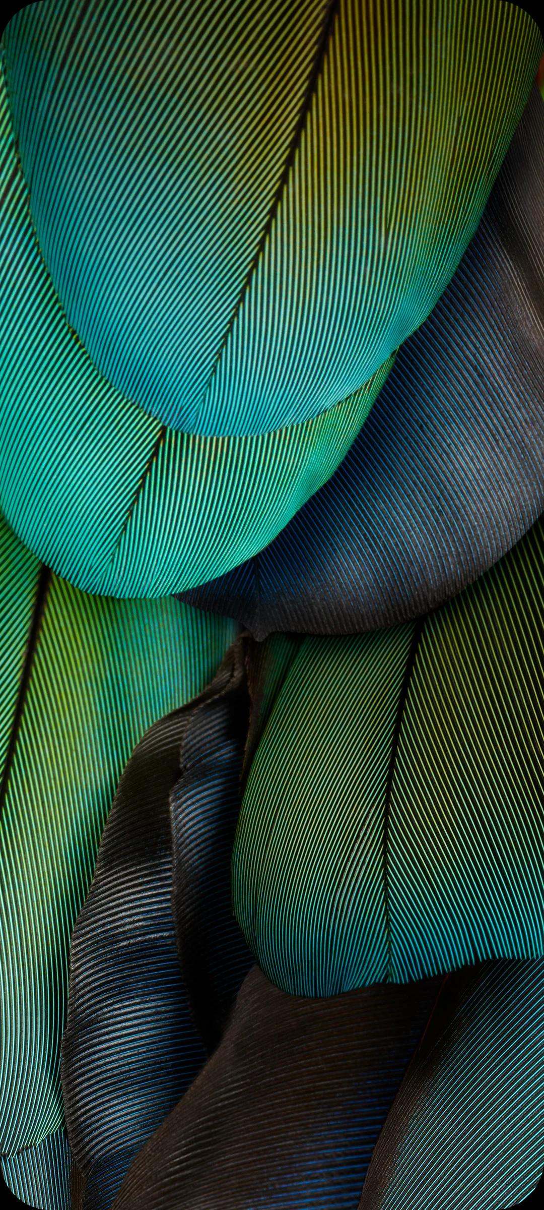 close up photo of green winged makaw